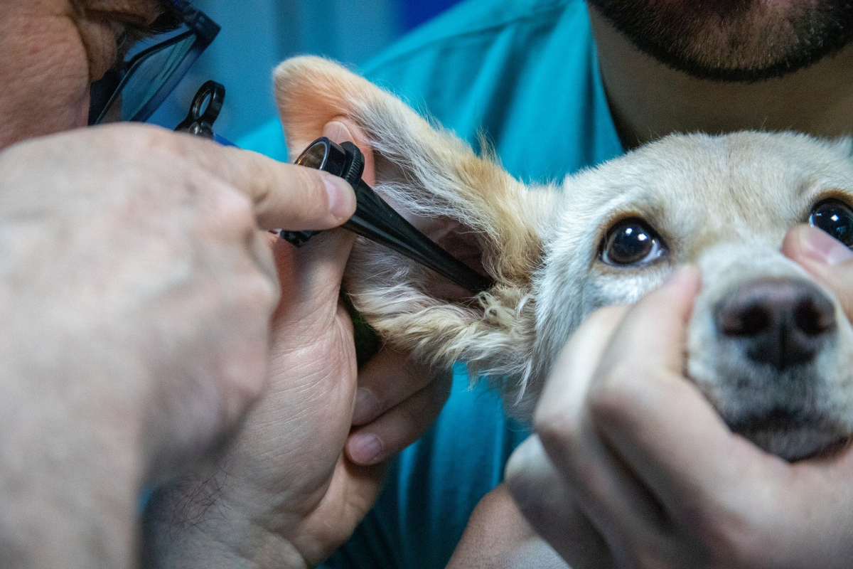 Oorontsteking Honden En Katten Dierenarts Gaelle De Groote