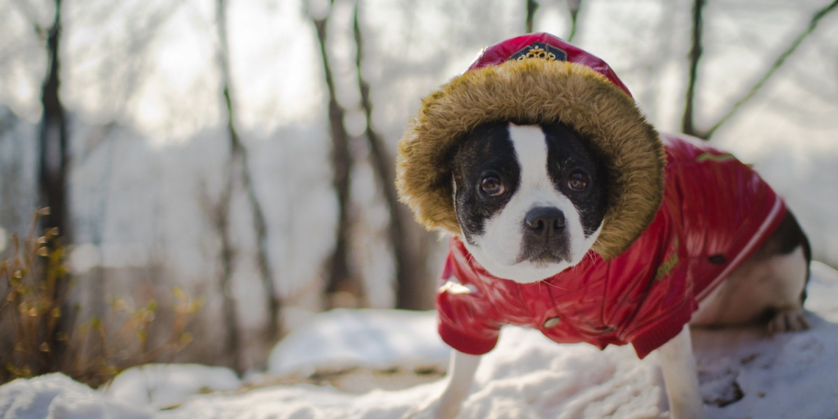 Hoe koud is te koud voor uw hond? Dierenarts Gaëlle De Groote