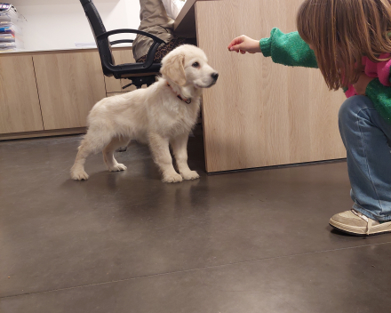 Puppy
