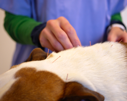 Acupunctuur Hond