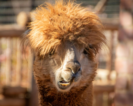ALPACA