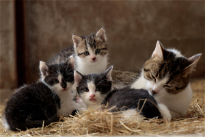 Kittens sterilisatie castratie kat