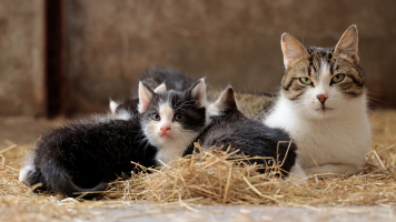 Kittens sterilisatie castratie kat