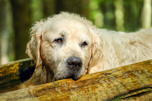 Senior golden retriever