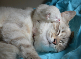 Kittens sterilisatie castratie kat