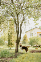 hond in de tuin