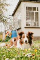 border collie